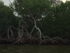 25-Mangrove Roots