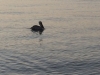 49-Pelican