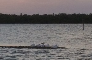 White Pelicans