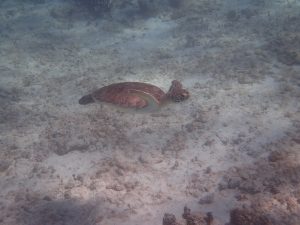 Sea turtle