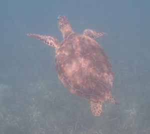 Sea turtle