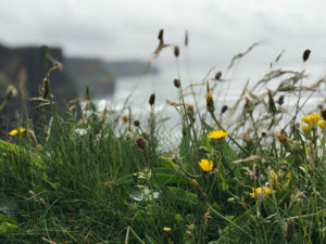 Flowers at the Cliffs of Moher